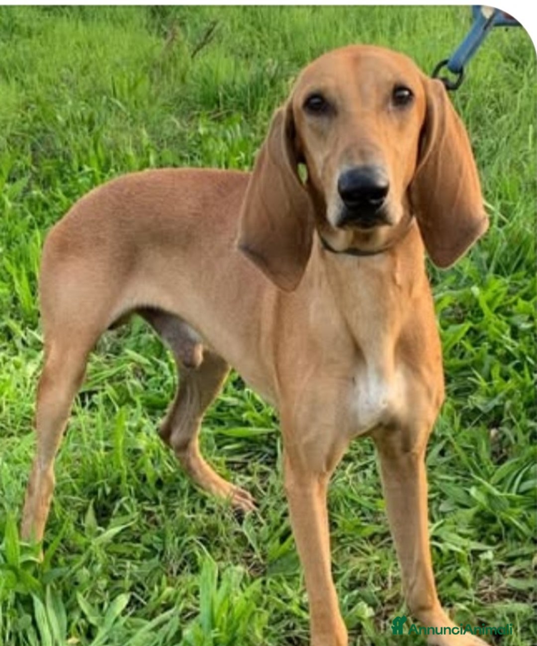 Segugio cani in regalo: Segugio Italiano 18mesi presto in canile.ROVIGO - Annuncio 3