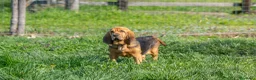 Bloodhound cani in vendita: Cuccioli Bloodhound  - Annuncio 6