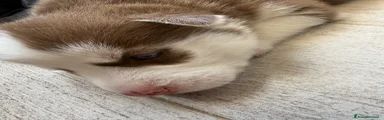 Husky Cucciolo 3