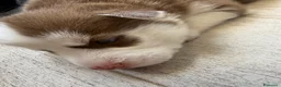 Husky cani in vendita: Cuccioli di husky  - Annuncio 4