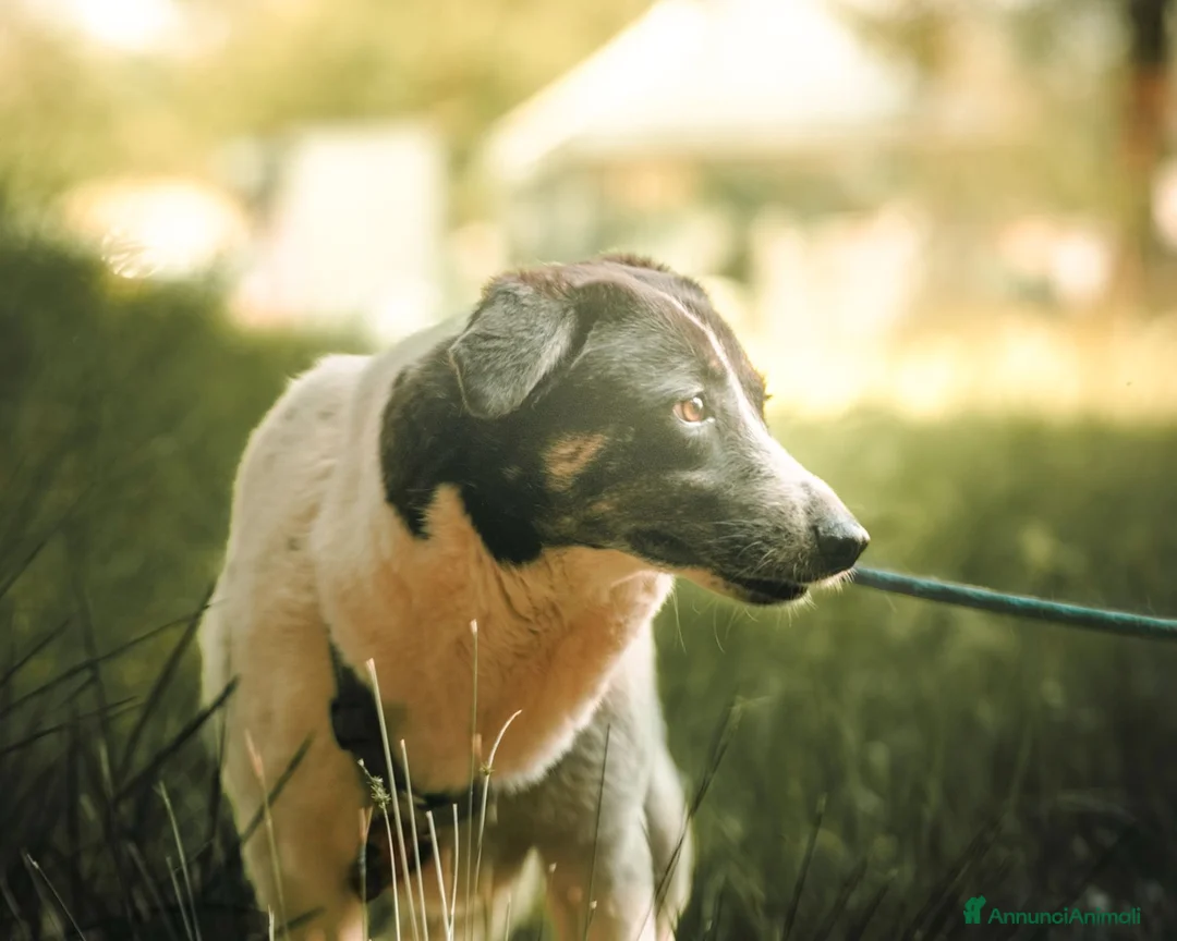 Meticcio cani in regalo: Cookie, una meticcia tenerissima - Annuncio 2