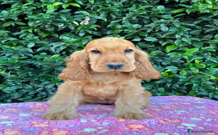 Cocker cani - Annuncio 14