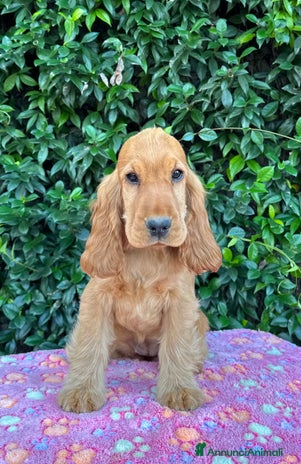 Cocker cani - Annuncio 2