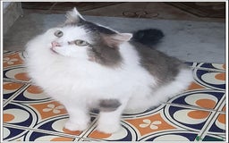 Meticcio gatti in regalo: LEONE MERAVIGLIOSO GATTONE A PELO SEMILUNGO 2 ANNI a Roma - Immagine 2