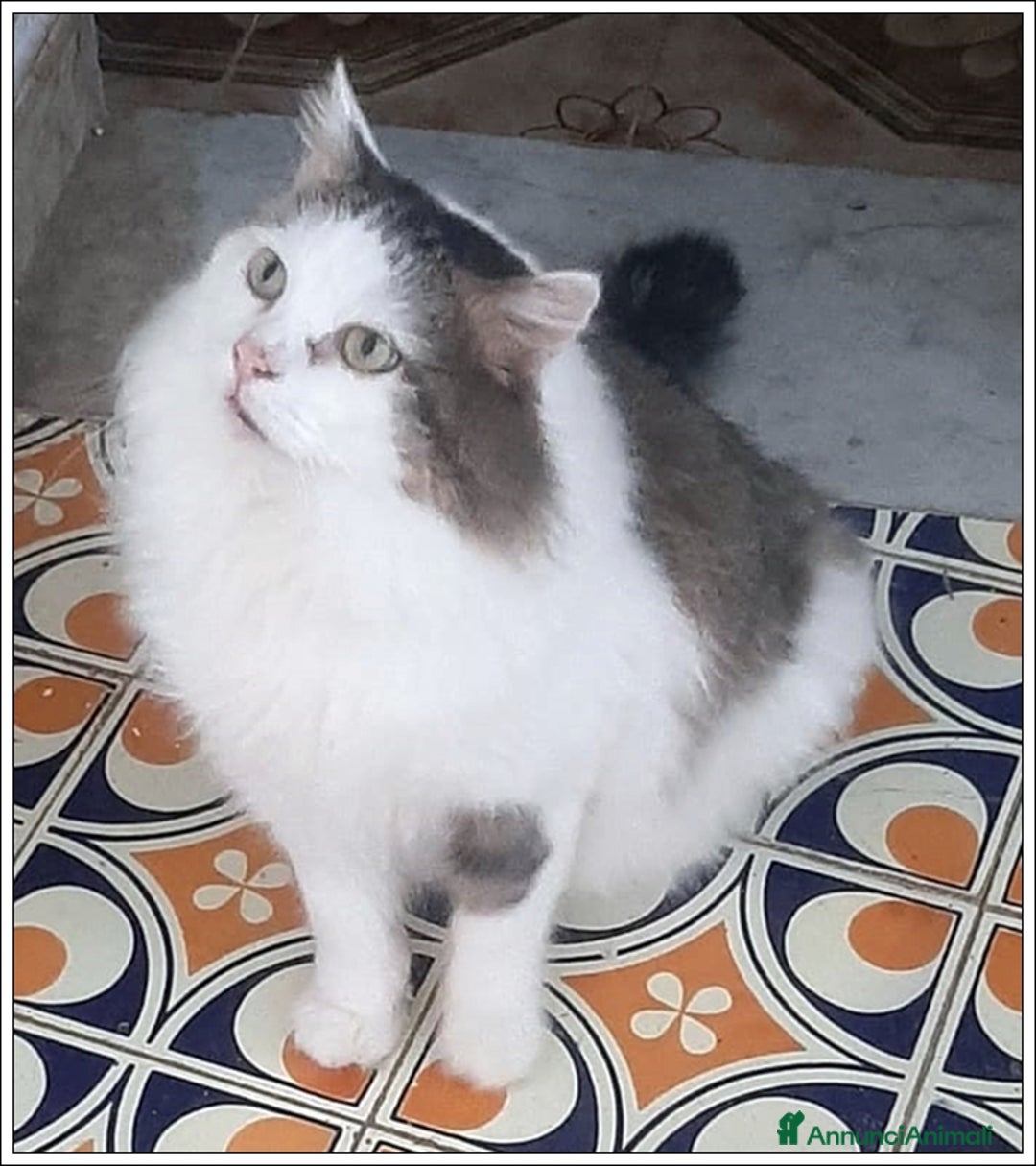 Meticcio gatti in regalo: LEONE MERAVIGLIOSO GATTONE A PELO SEMILUNGO 2 ANNI a Roma - Immagine 2