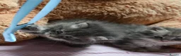 Siberiano gatti in vendita: Cuccioli di gatto siberiano  - Annuncio 4
