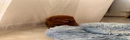 Barboncino Toy cani in vendita: Maschietto barboncino Toy red - Annuncio 4
