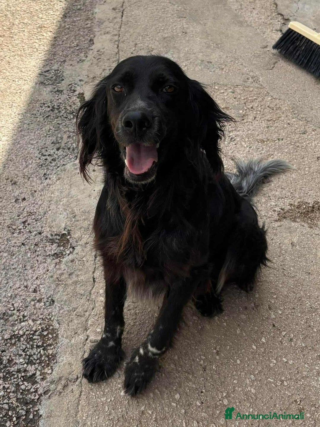 Setter Gordon cani in regalo: FREE, dolcissimo mix SETTER! Tg MEDIO-CONTENUTA - Annuncio 3