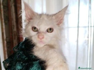 Maine Coon gatti Maine coon - Annuncio 2