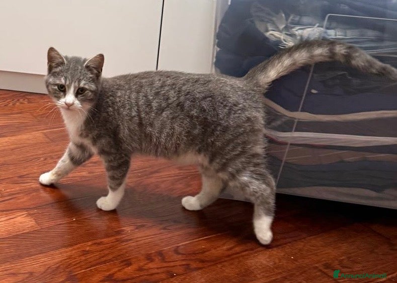 Europeo gatti Perla dolcissima micina cerca casa - Annuncio 2