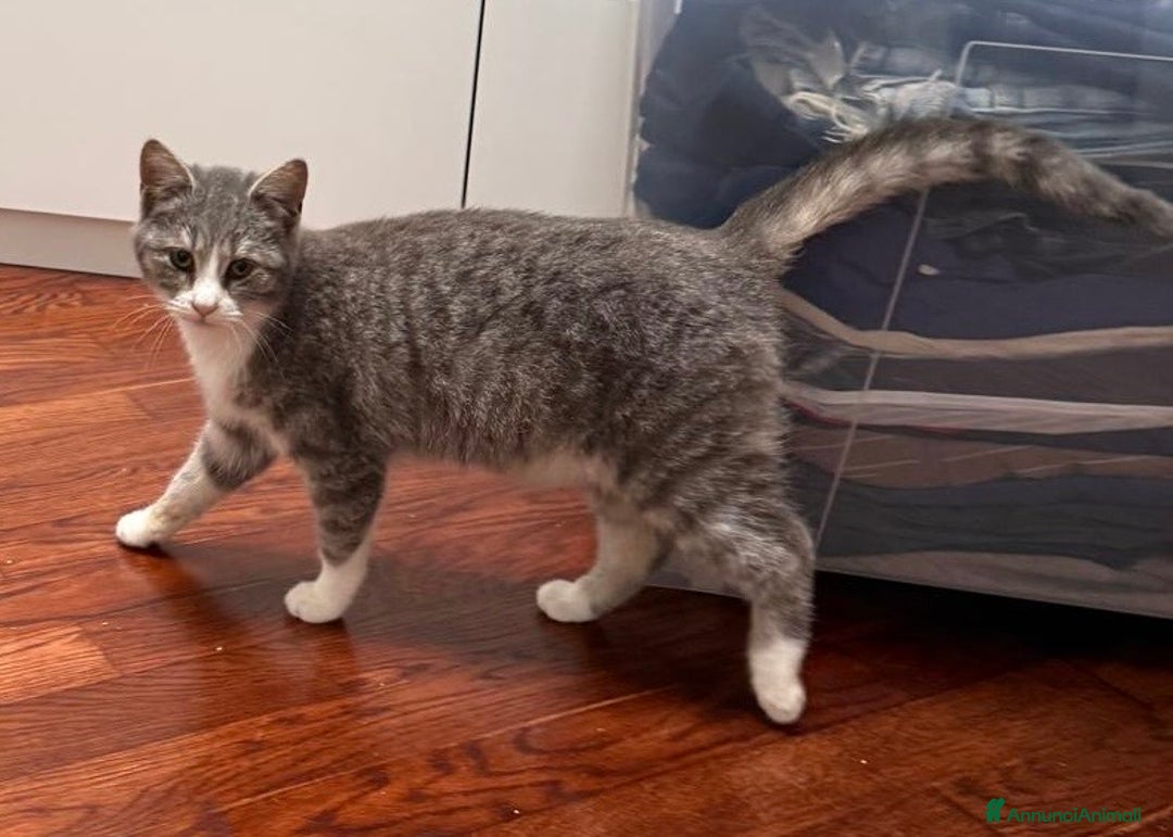 Europeo gatti in regalo: Perla dolcissima micina cerca casa - Annuncio 2