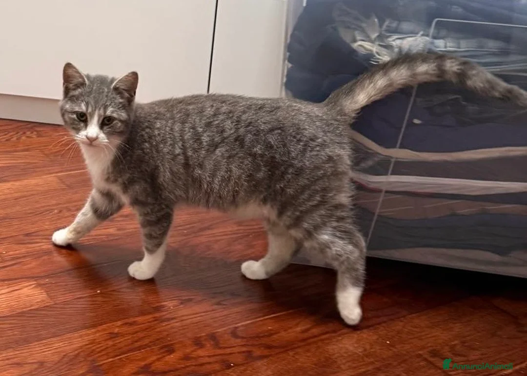 Europeo gatti in regalo: Perla dolcissima micina cerca casa - Annuncio 2