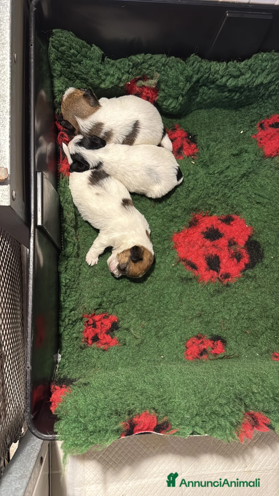 Jack Russell cani in vendita: Maschi Disponibili per la premi  - Annuncio 2