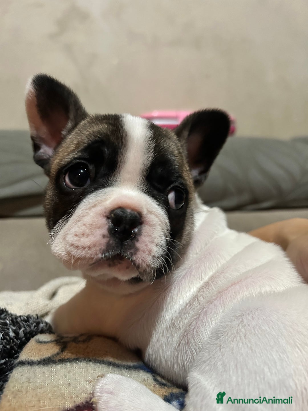 Bulldog Francese cani in vendita: Bulldog francese  - Annuncio 5