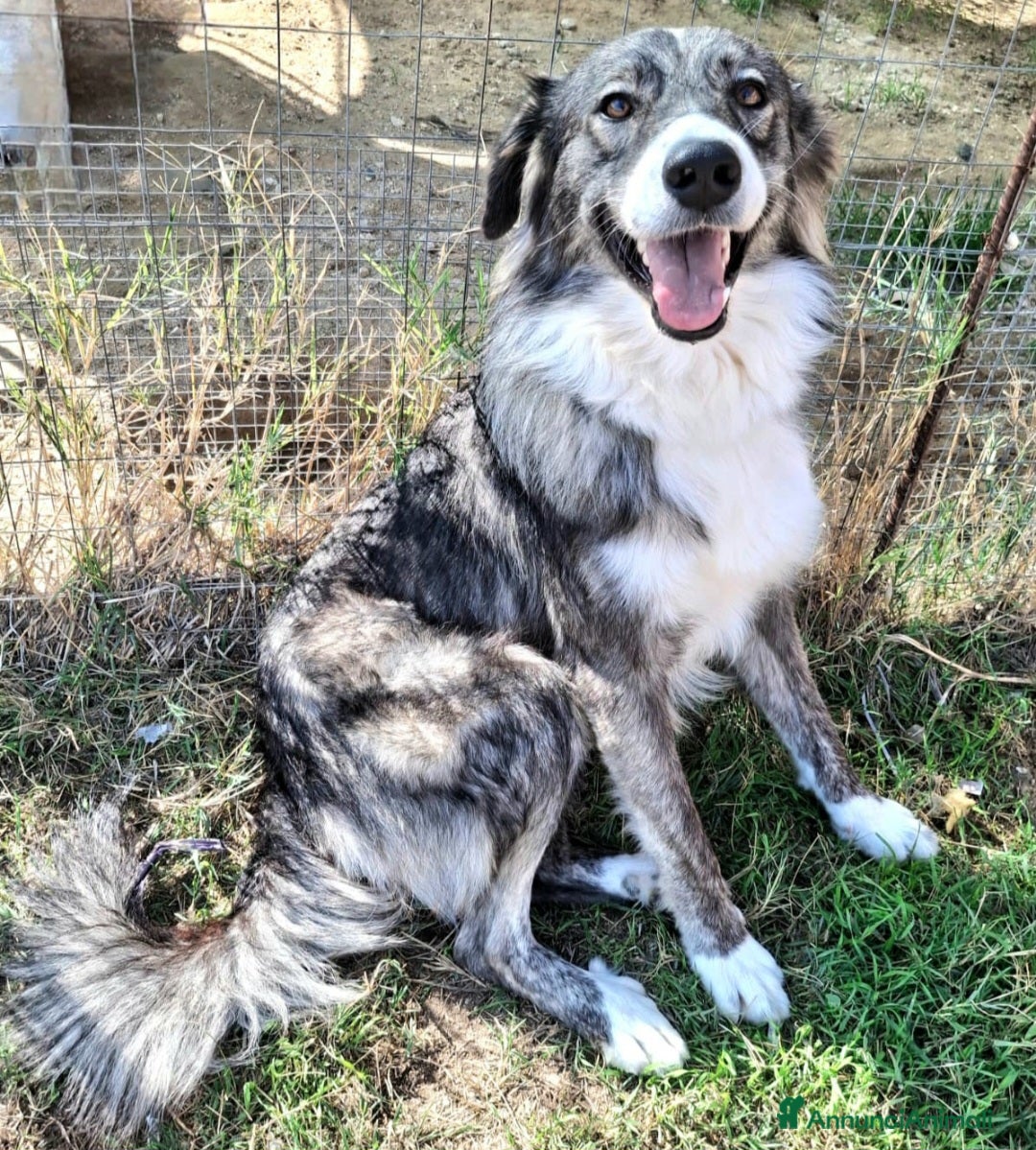 Meticcio cani Derek 1 anno taglia media  - Annuncio 19