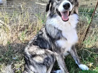 Meticcio cani Derek 1 anno taglia media - Annuncio 2