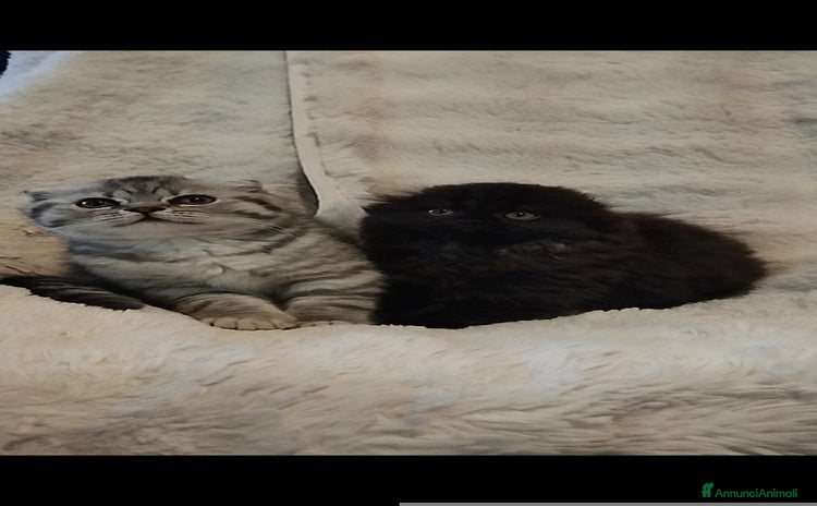 Scottish gatti Disponibili cuccioli di scottish fold - Annuncio 7