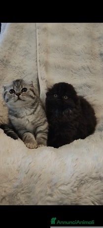 Scottish gatti Disponibili cuccioli di scottish fold - Annuncio 7
