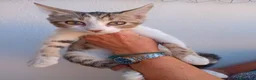 Meticcio gatti in regalo: Biscotto e caramello - Annuncio 3