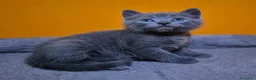 Certosino gatti in vendita: CUCCIOLI DI CERTOSINO PURISSIMI  - Annuncio 7