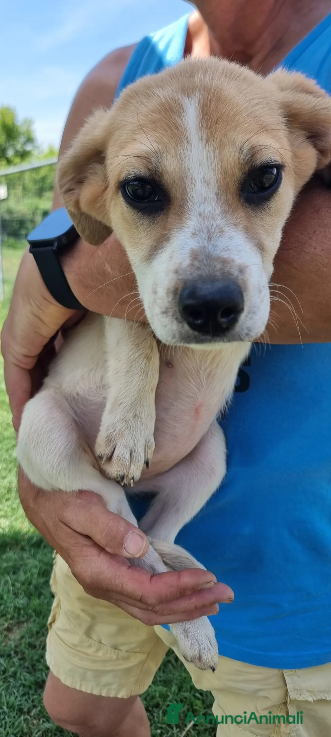 Meticcio cani in regalo: PACO💙-futura taglia media contenuta,pura dolcezza - Annuncio 2