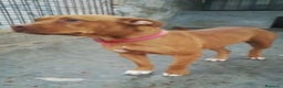 Pitbull cani in regalo: Pitbull Red Nose giovane buona in canile PUGLIA  a Città Metropolitana di Milano - Annuncio 1