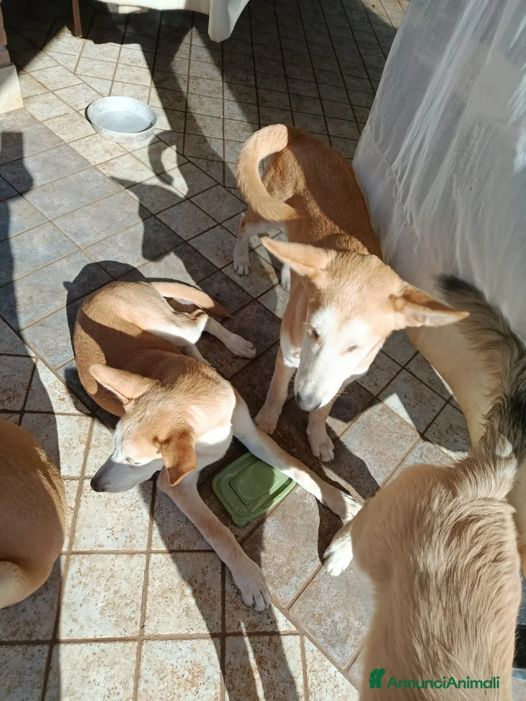 Husky cani in regalo: i cuccioli  - Annuncio 2