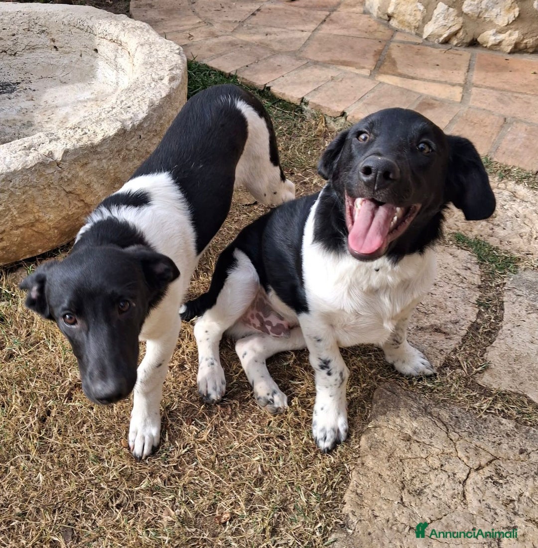 Meticcio cani in regalo: CI ADOTTATE? - Annuncio 3