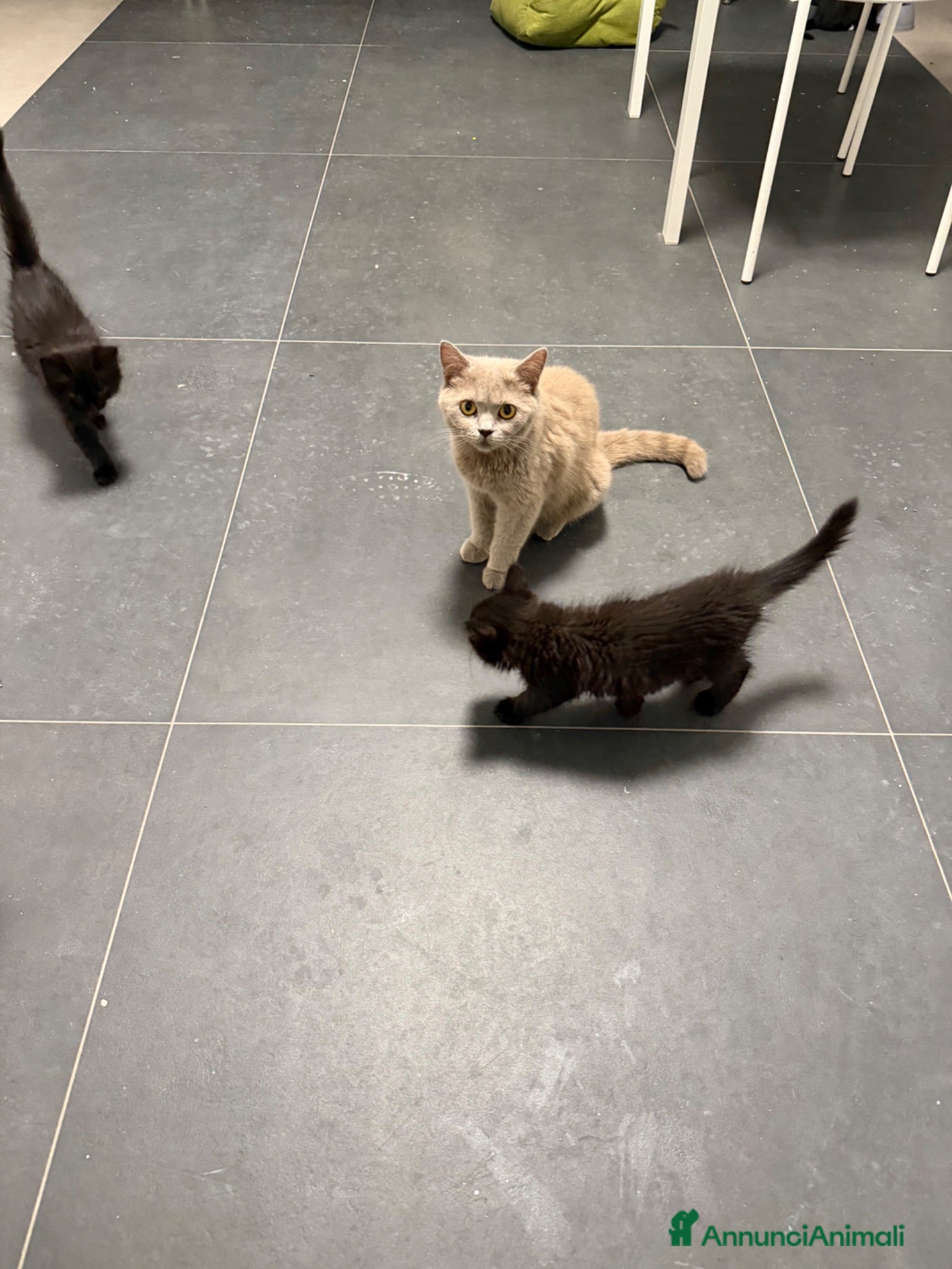 Altre razze gatti vendo 4 gattini - Annuncio 7