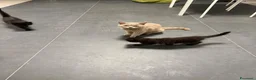 Altre razze gatti in vendita: vendo 4 gattini - Annuncio 1