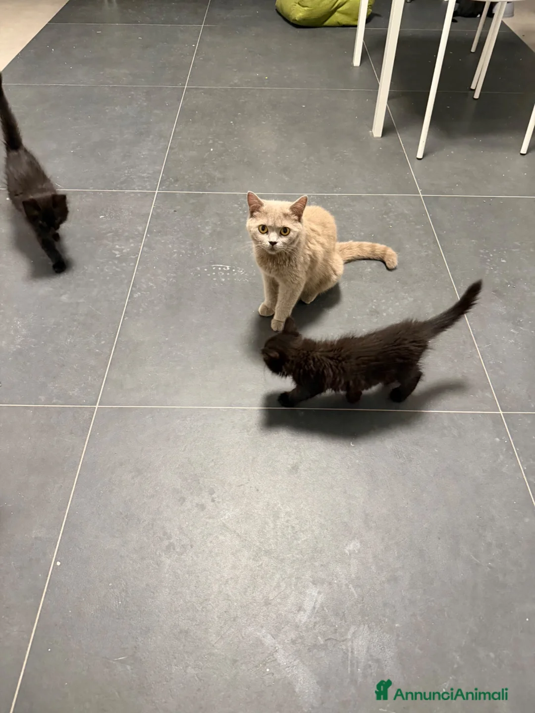 Altre razze gatti in vendita: vendo 4 gattini - Annuncio 1