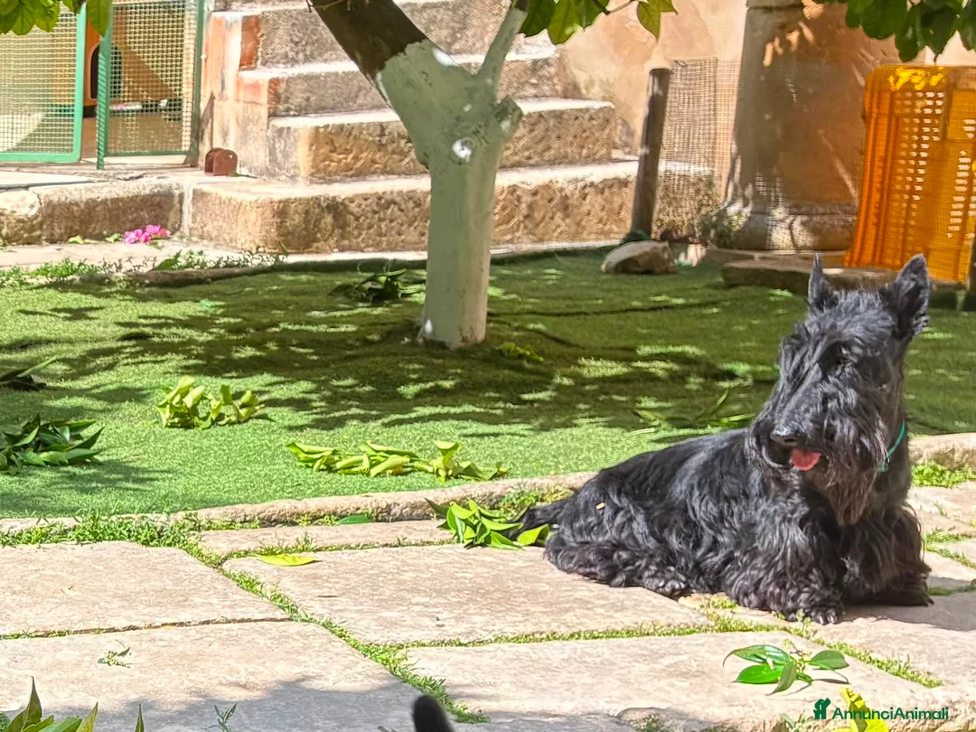 Scottish Terrier cani in vendita: Scottish terrier - Annuncio 4