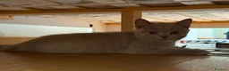 British gatti in vendita: Quattro piccoli British cercano casa 🐾 - Annuncio 6