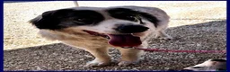 Meticcio cani in regalo: GGG dolcissimo coccolone tg grande a Città metropolitana di Milano - Annuncio 5