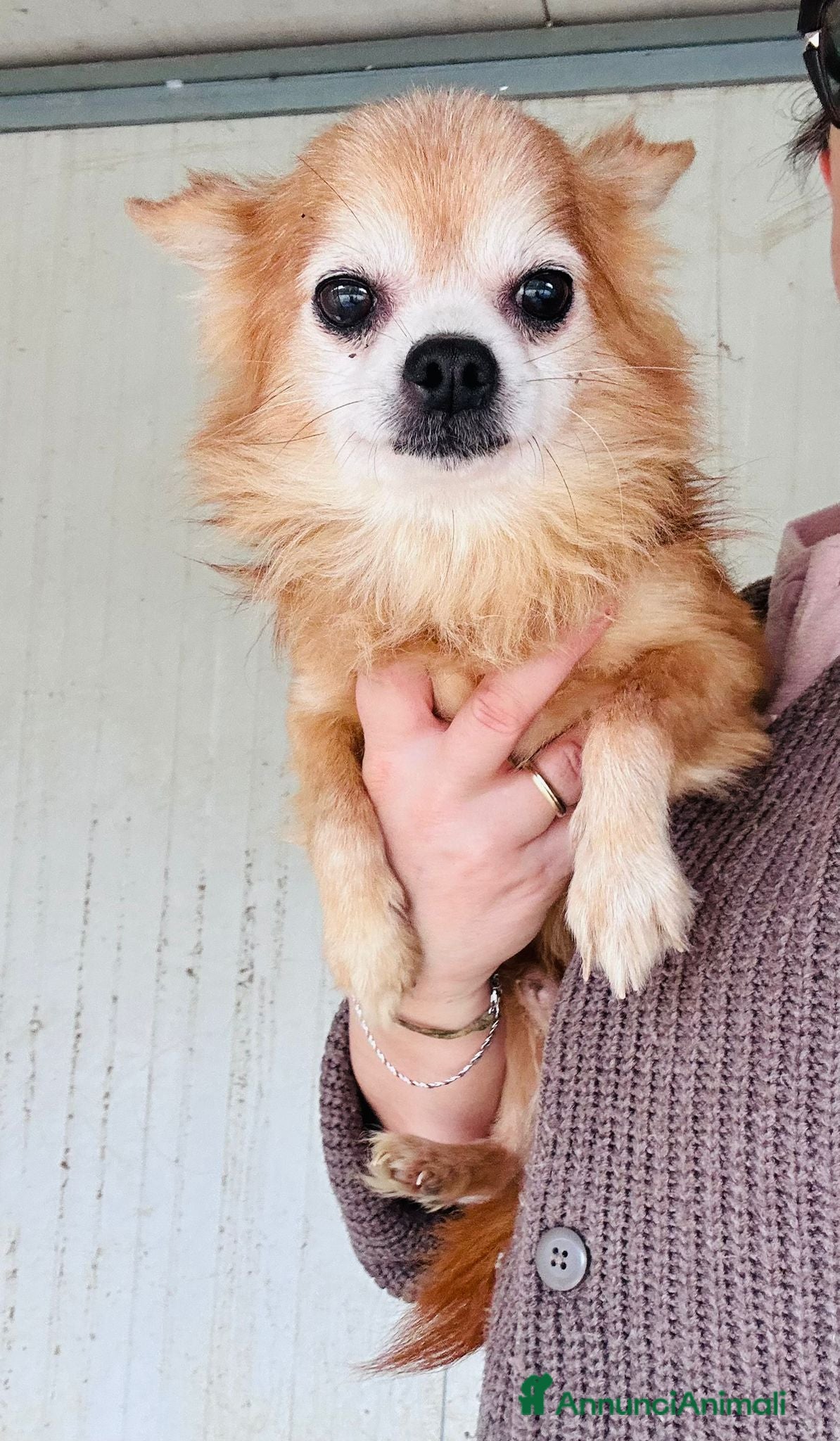 Chihuahua cani CHIHUAHUA mix, pelo lungo - Annuncio 2