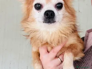 Chihuahua cani CHIHUAHUA mix, pelo lungo - Annuncio 2