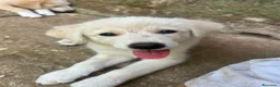 Meticcio cani in regalo: Aria cerca casa 🏠 - Annuncio 8