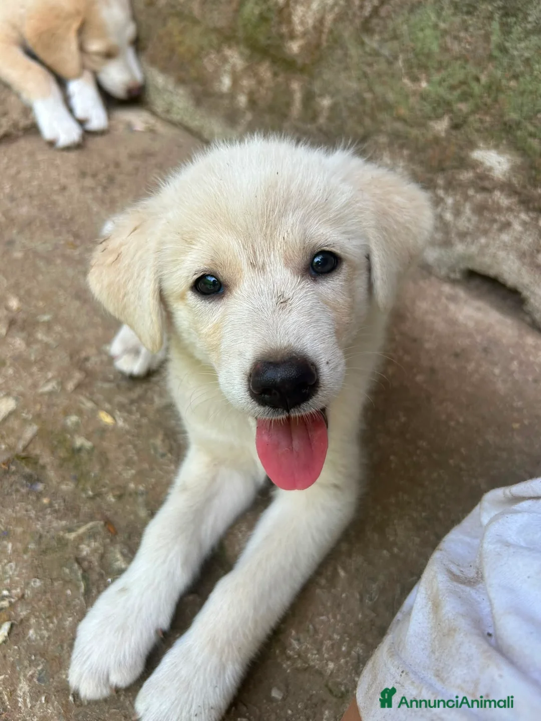 Meticcio cani in regalo: Aria cerca casa 🏠 - Annuncio 8