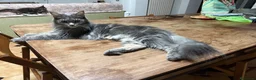 Maine Coon gatti in vendita: Maine Coon a Città metropolitana di Roma Capitale - Annuncio 9