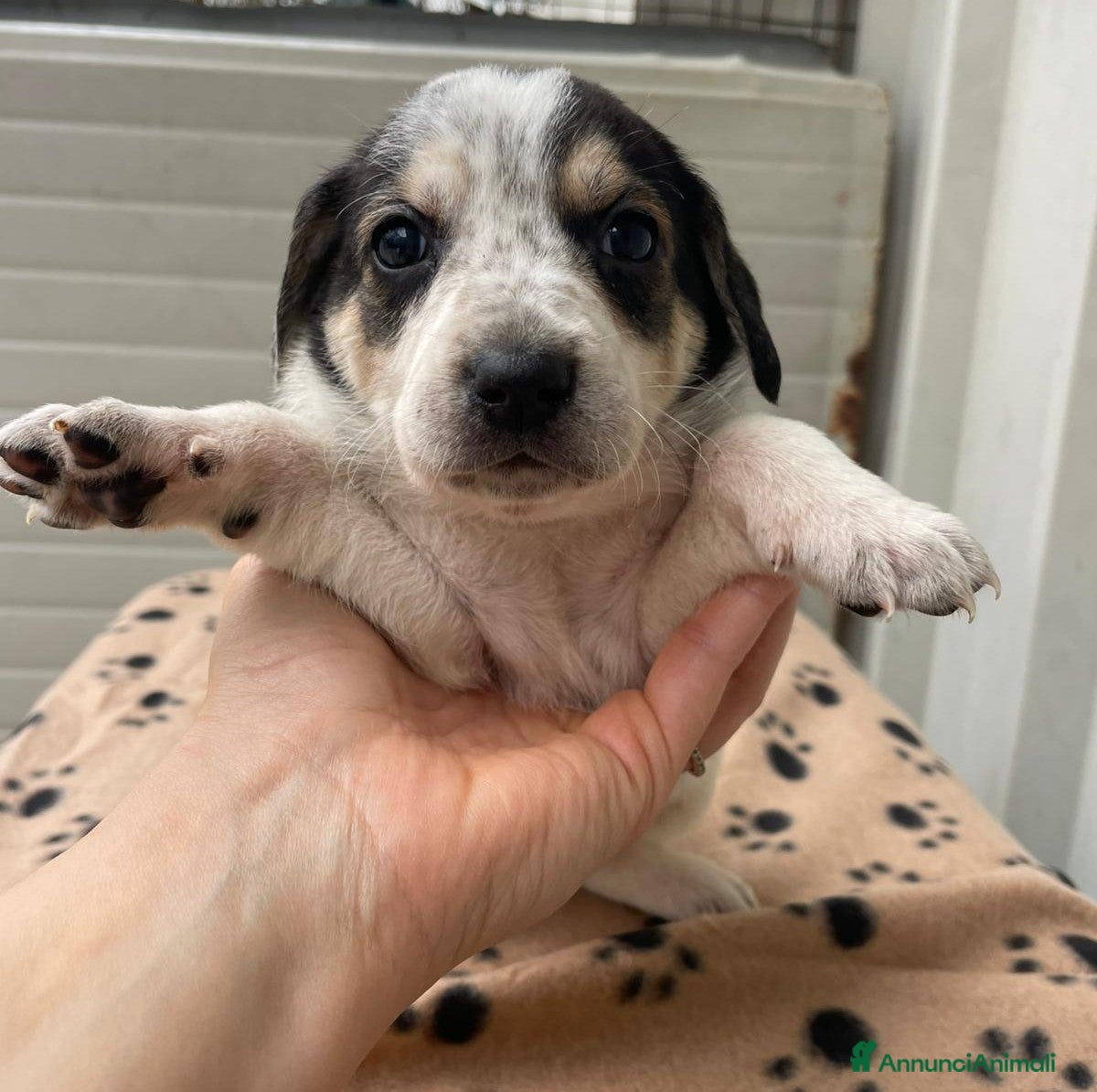 Segugio cani LA SPLENDIDA HALLEY - Annuncio 5