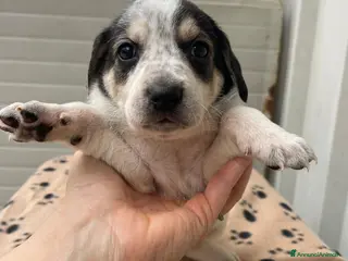 Segugio cani LA SPLENDIDA HALLEY - Annuncio 5