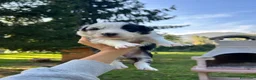Border Collie cani in vendita: Cuccioli di Border Collie  - Annuncio 6