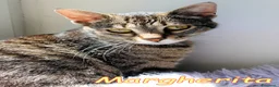 Europeo gatti in regalo: MARGHERITA BELLISSIMA  GATTINA - Annuncio 2