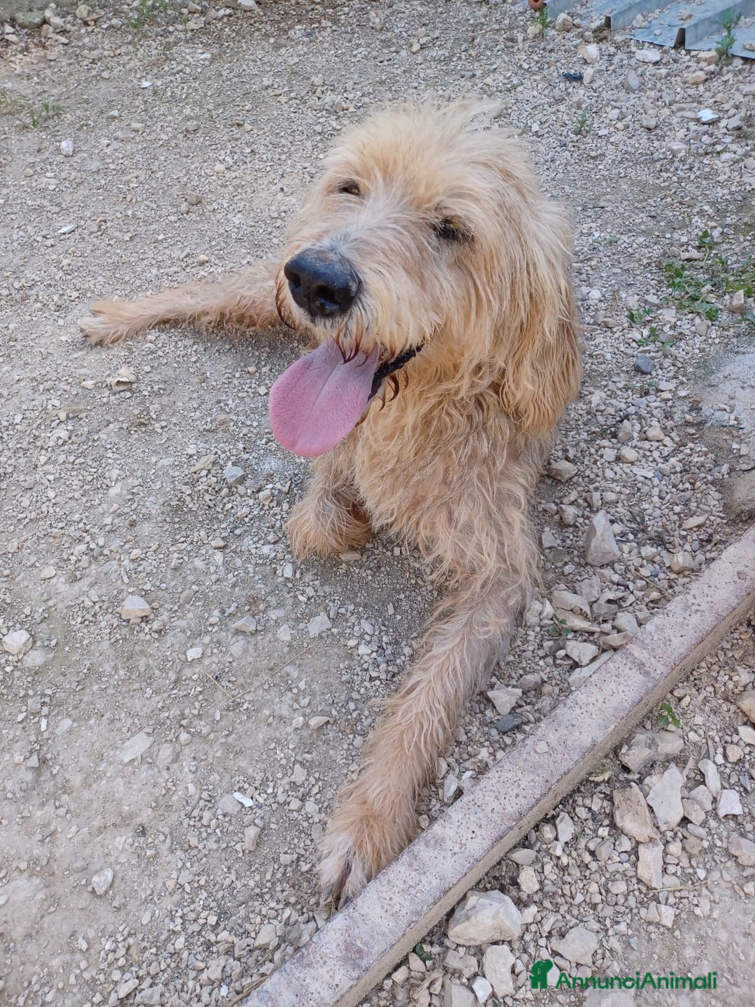 Meticcio cani in regalo: SALVIAMO IL DOLCE JERRY - Annuncio 6