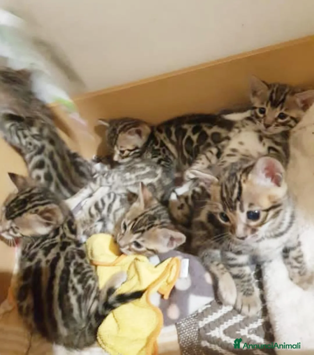 Bengala gatti in vendita: Gattini Bengala bellissimi - Annuncio 10