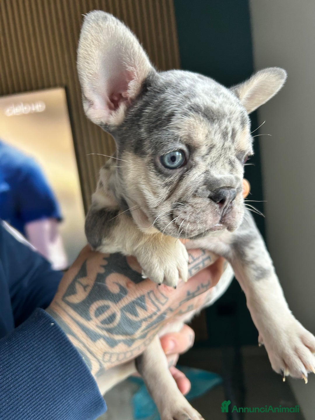 Bulldog Francese cani in vendita: Cuccioli di bulldog  - Annuncio 6