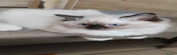 Ragdoll gatti in vendita: Ragdoll cuccioli con carattere dolcissimo  a Provincia di Bergamo - Annuncio 2