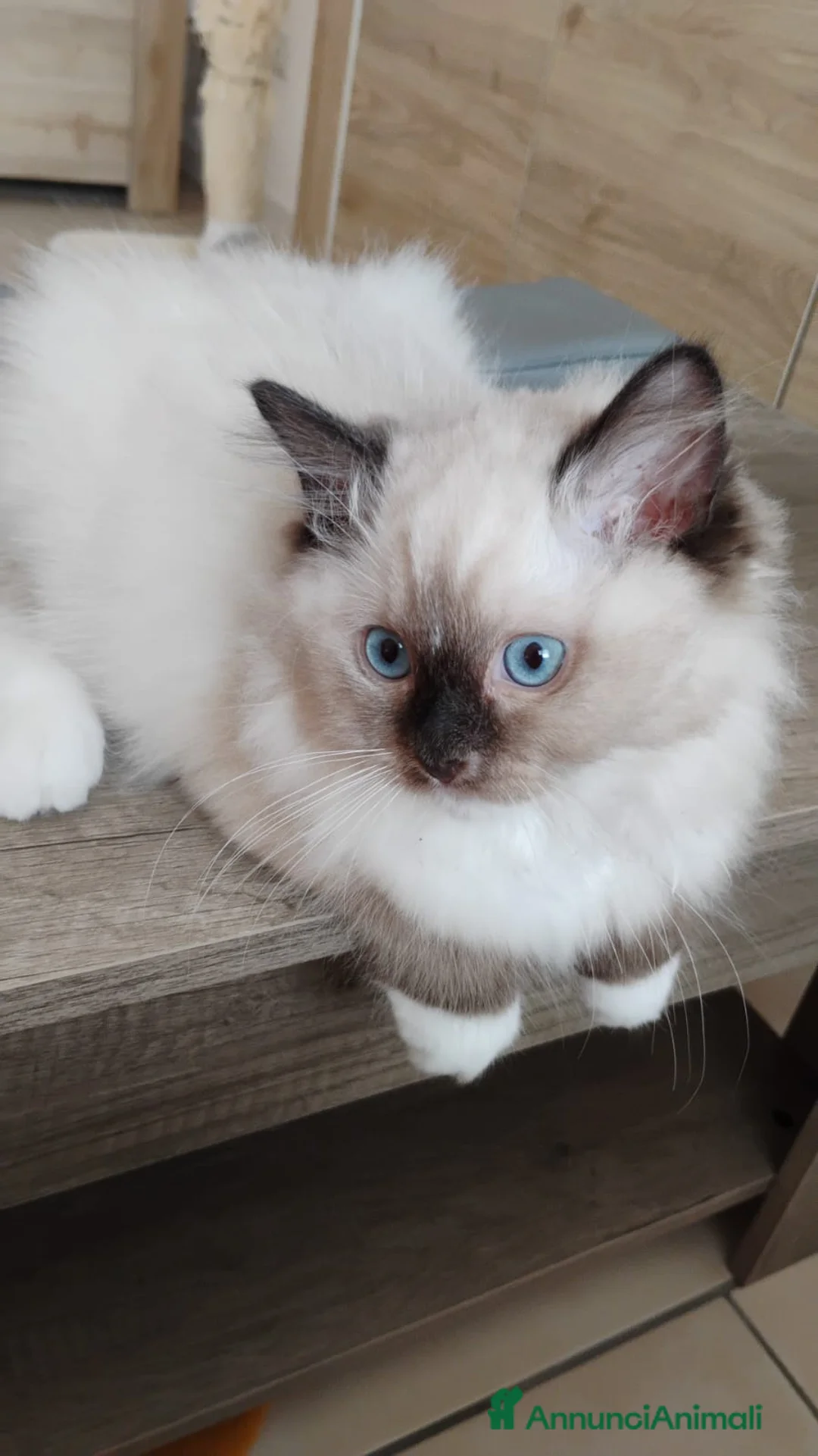 Ragdoll gatti in vendita: Ragdoll cuccioli con carattere dolcissimo  a Provincia di Bergamo - Annuncio 2