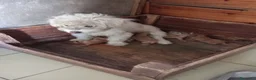 Maltipoo cani in vendita: Maltipo  - Annuncio 4