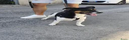 Meticcio cani in regalo: BOBBY mix jack Russell 3 anni - Annuncio 7